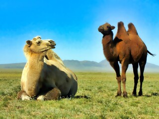 Canvas Print - Southern Mongolia