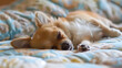 Golden chihuahua puppy sleeping peacefully on the bed.