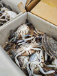 live crabs in a cardboard box for sale in the sales area of the seafood department of the supermarket in Seoul