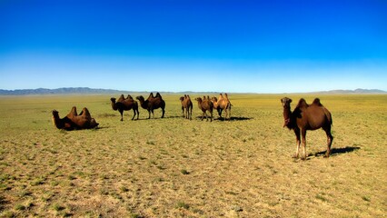 Wall Mural - Southern Mongolia