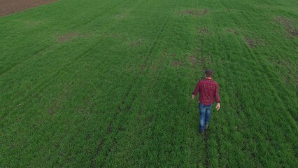 Wall Mural - Aerial shot of farmer agronomist walking through wheat crop seedling field and examining plantation