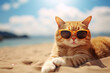 Portrait of funny cat wearing sunglasses resting on sandy beach in a sunny day with coconut leaves on the background