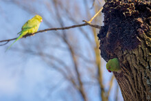 Selective Focus Of Rose-ringed Parakeet On The Tree Hollow With Blue Sky Background, The Parrots Male And Female In Breeding Season, The Psittacula Krameri In Its Natural Habitat, Living Out Naturally