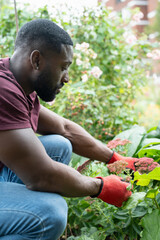 Wall Mural - Man working in urban garden