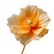 iceland poppy isolated on transparent background, png