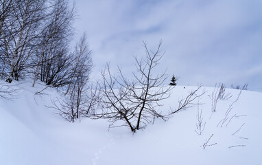 Wall Mural - winter landscape with snow