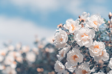 Wall Mural - white bush roses on a background of blue sky in the sunlight. beautiful spring or summer floral back