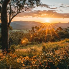 Wall Mural - morning woods. embracing nature's splendor at dawn. as the sun rises over the horizon, its golden ra