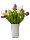 Fototapeta Tulipany - White and purple tulips in vase isolated on white background