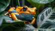 Colorful dendrobates auratus frog on leaf in rainforest.