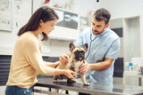 Fototapeta Tulipany - Pet health examination