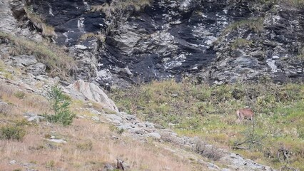 Wall Mural - Red deer female at grazing in the mountains (Cervus elaphus)