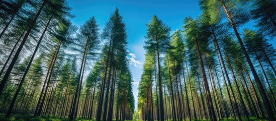 Poster - A wide-angle view of a dense forest filled with tall, majestic pine trees stretching towards the sky. The sunlight filters through the thick canopy, illuminating the forest floor with a warm glow.