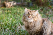 A cat standing on the green lawn, a Persian cat with a collar. Domestic cat concept.