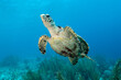 Swimming underwater Caribbean Green Sea Turtle