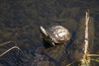 Single pond turtle gets sun bath in summer day