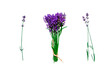 Lavender bouquet and individual lavender sprigs on an isolated transparent background, design element, provencal concept