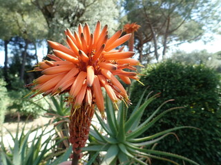 Poster - Huge orange aloe flower close up