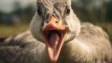 Close Up Portrait Shot Of Angry Goose, Birds Photography