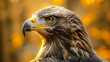 Close-Up Of A Wet Golden Eagle With Sharp Beak And Intense Eyes Against A Blurred Orange Background.