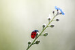 Little red ladybug on a flower with bokeh background, macro
