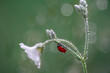 Little red ladybug on a flower with bokeh background, macro