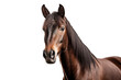 horse photo isolated on transparent background.