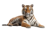 Fototapeta  - tiger photo isolated on transparent background.