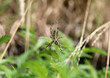 Wespenspinne - Wasp spider