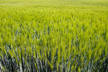 Closeup Of A Green Grain Field In Summer 