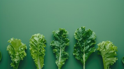 Wall Mural - Fresh lettuce leaves arranged neatly on a green background. Ideal for food and healthy eating concepts