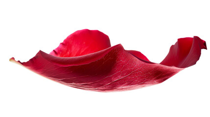 Single Red Rose Petal Floating in Air