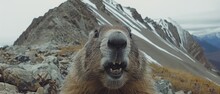 A Close Up Of A Groundhog In Front Of A Mountain With Its Mouth Open And It's Tongue Out.