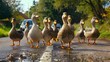 Flock of ducks walking confidently on a road - A group of ducks in a line crossing the road with confidence and purpose, leading by example for crossing safely