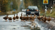 Ducks In A Row Following Traffic Rules Near The Road - Ducks Orderly Following The Traffic Rules Set An Example Of Discipline And Safety On A Rainy Roadside