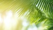 © Shabnam - Blur beautiful nature green palm leaf on tropical beach with bokeh sun light wave abstract background.