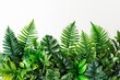 Lush tropical greenery Vibrant ferns And exotic flora arrangement. botanical garden collection on a pristine white backdrop
