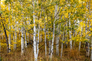 Wall Mural - autumn in the forest aspen trees