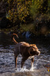 © Terri Cage  - happy Dog Shaking off water in a mountain stream