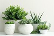 © Jelena - Varied indoor plants in minimalist pots Creating a serene green living space