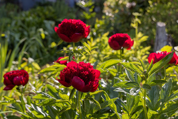 Wall Mural - Red Peony albiflora. Paeonia officinalis Red Charm in the garden, macro photo