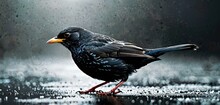 A Black Bird With A Yellow Beak Standing On A Wet Surface In The Rain With A Full Moon In The Background.