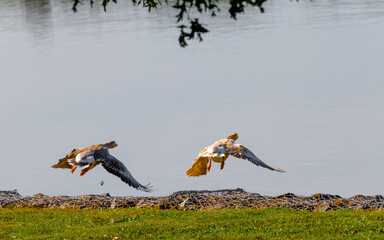 two birds in flight