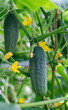 Young cucumbers ripen in garden greenhouse. Cucumbers vertical planting. Growing organic food. Close-up.