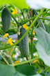 Young cucumbers ripen in garden greenhouse. Cucumbers vertical planting. Growing organic food. Close-up.