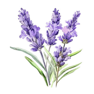 watercolor vector of a lavender flowers with leaves isolated on a white background, Drawing Illustration & clipart.