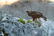 Young female Golden Eagle in a mountain area of a Euro-Siberian oak and beech forest at first light of day