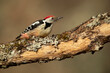 Middle spotted woodpecker in a Eurosiberian oak and beech forest in the first morning light of a cold January day