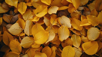 Wall Mural - A bunch of yellow leaves scattered on the ground, suitable for autumn themes