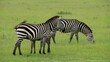 Zebras in Kenia, Afrika